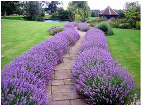 Plot for a Perfect Path - purple path