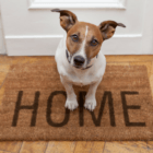 Moving to Florida Checklist Dog at home