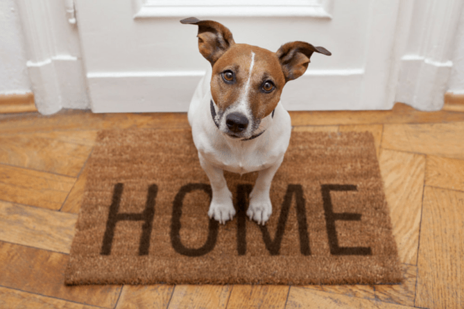 Moving to Florida Checklist - Dog at home