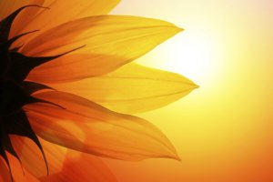 Close-up of sunflower over sunset sky