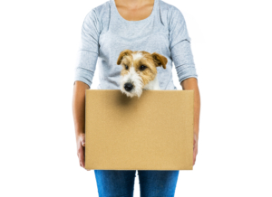 ‘Pet-Friendly’ a Big Consideration for Millennial Home Buyers - AdobeStock 71961933 Dog in moving box