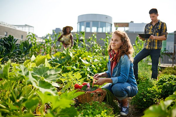 Community Garden Tradition