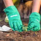 Community gardening disadvantages