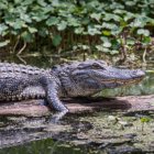 Three Out-of-the-Box Tampa Bay Attractions Odd Tampa Attractions