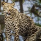 Animal Attraction: A Tampa-Area Walk on the Wild Side Leopard at Big Cat Rescue Tampa Animal attractions