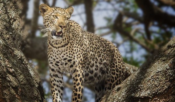 Leopard at Big Cat Rescue Tampa Animal attractions