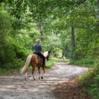 Man Horseback Riding
