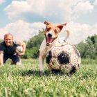 Dog Parks: Why They’re Good for You and Fido dog parks