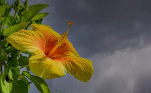 Colors of the Year in Florida landscapes