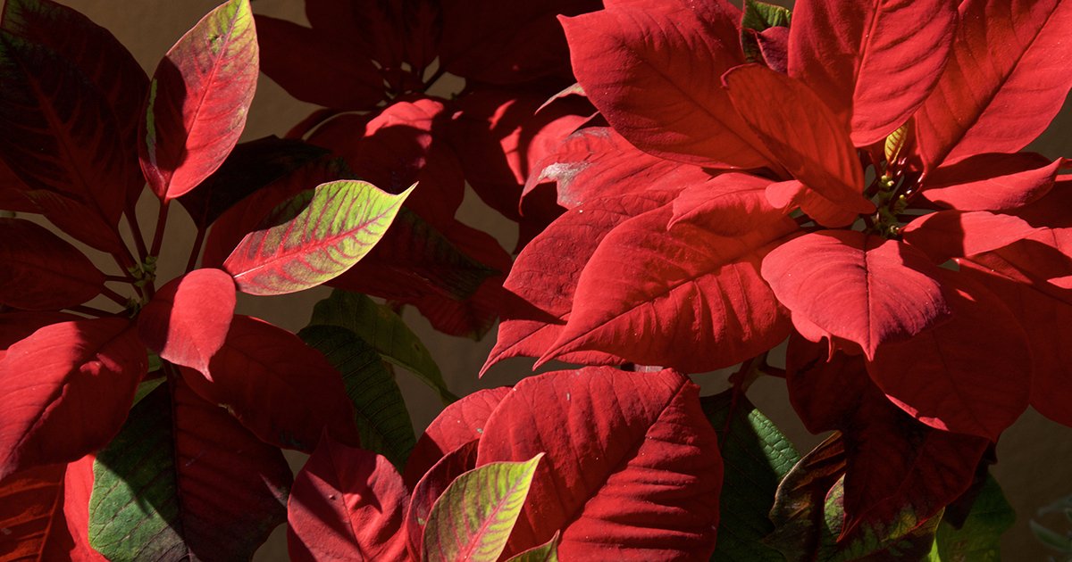 Maximize Your Landscape in Cooler Florida Seasons - AdobeStock 258416498