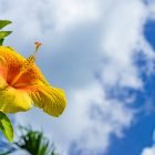 Tips for Successful Florida Gardening Tips for Successful Florida Gardening