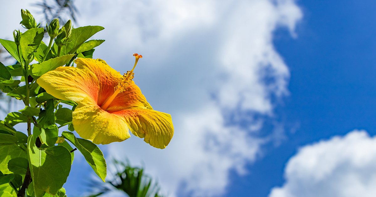 Tips for Successful Florida Gardening - AdobeStock 224804695